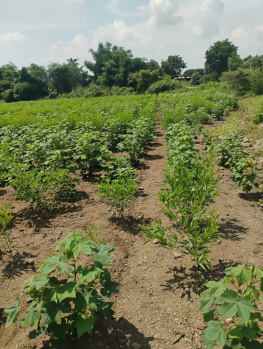 5.21 acres of irrigated land for sale near Narkhed