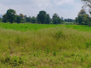 Agricultural/Farm Land for Sale in Darwha, Yavatmal (175 Acre)