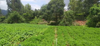 67 cents  farmland for sale in aruvankadu ooty