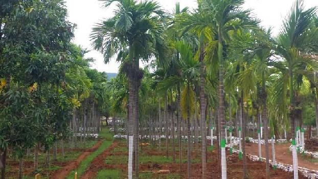 Farm land for sale in mettupalayam
