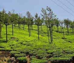 500 acre rea estate for sale in ooty Nilgiris