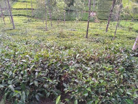 1.5 acre tea estate for sale in kotagiri ooty