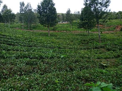 Agricultural/Farm Land for Sale in Kotagiri, Nilgiris (52 Acre)