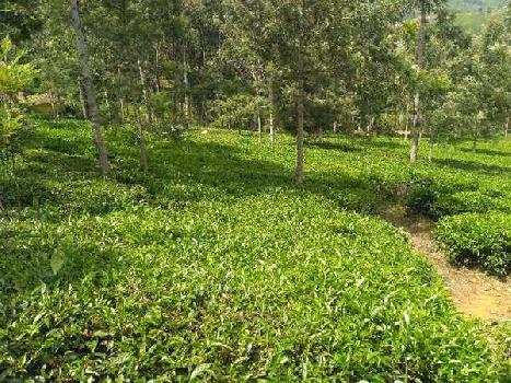 570 acres Well maintained tea estates for sale in coonoor