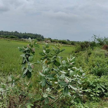 Property for sale in Ammapettai, Thanjavur