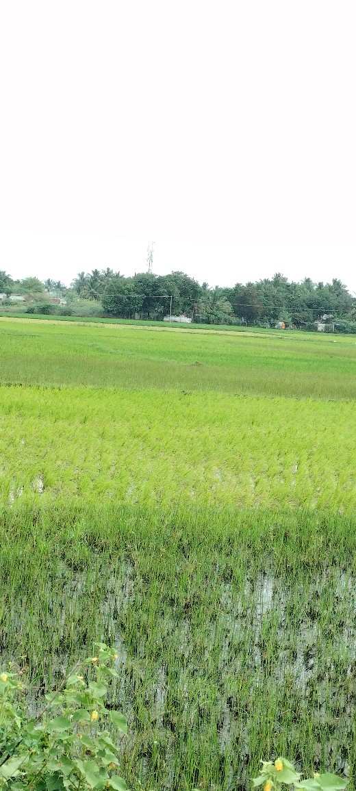 4 Acre Agriculture Land For Sale in Ammenpettai, Thanjavur