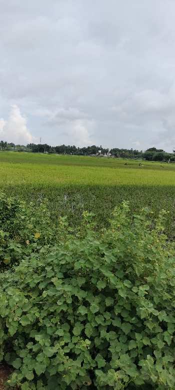 Property for sale in Ammapettai, Thanjavur