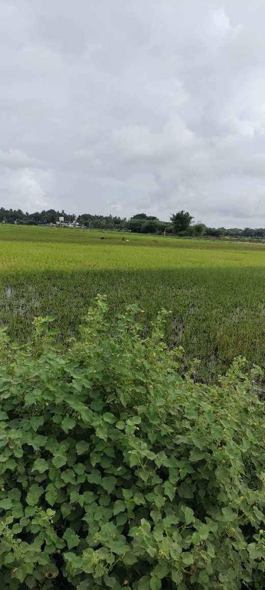 4 Acre Agriculture Land For Sale in Ammenpettai, Thanjavur