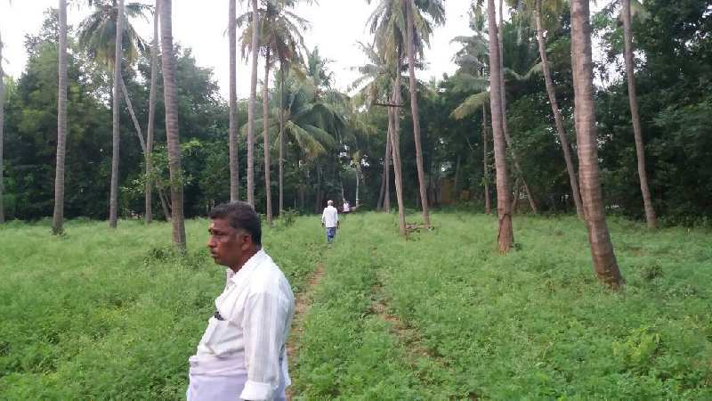 2.5. Acre Coconut Trees Farm Land For Sale In Sathanur, Thiruvaiyar To Thirukattppalli Road, Thanjavur