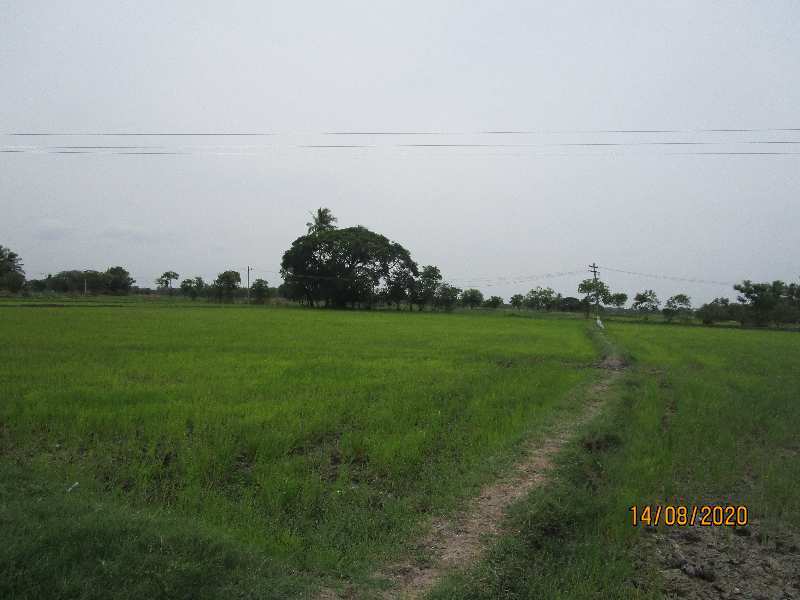 4 Acre Agriculture Land for Sale in Kovathakudi, Melattur, Papanasan, Thanjavur