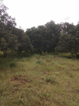 13 Acre Agricultural/Farm Land for Sale in Periyakulam, Theni