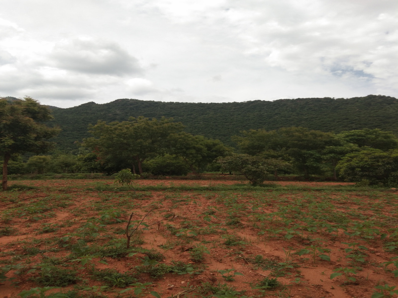 300 Ares Agricultural/Farm Land for Sale in Chinnamanur, Theni