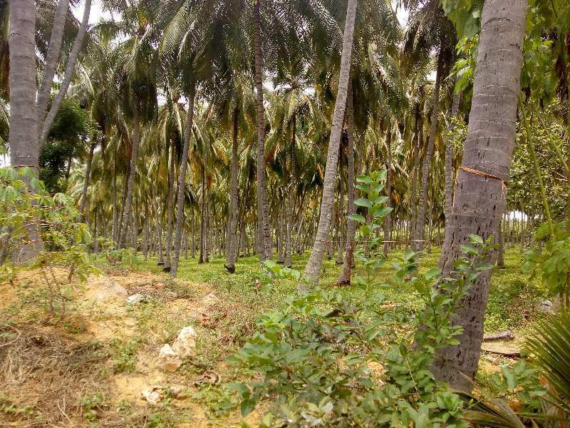 Agricultural Coconut, Guava Farm Land For Sale In Kodaikanal Hills, Dindigul