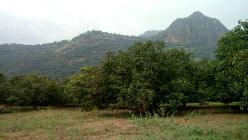 Agricultural/Farm Land for Sale in Periyakulam, Theni (45 Acre)