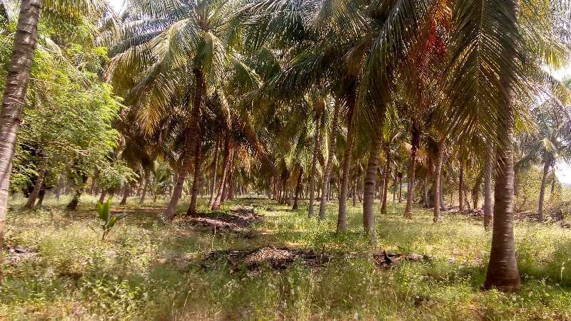 Coconut farm,mangofarm