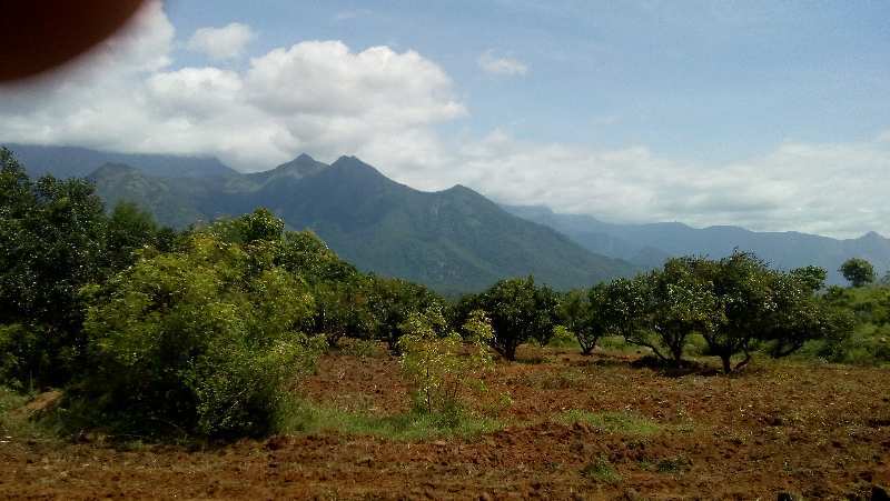 290700 Sq.ft. Agricultural/Farm Land for Sale in Periyakulam, Theni