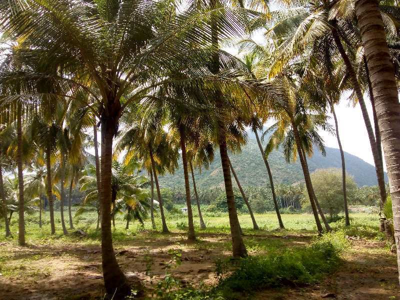 8 Acre Agricultural/Farm Land for Sale in Periyakulam, Theni