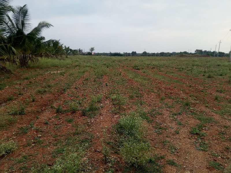 3 Acres Agriculture Cultivated Red Soil Land For Sale In Hiriyur Near Sira