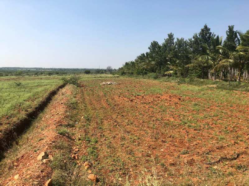 5 Acres red soil cultivated, lake attached, farm land sale in Hiriyur