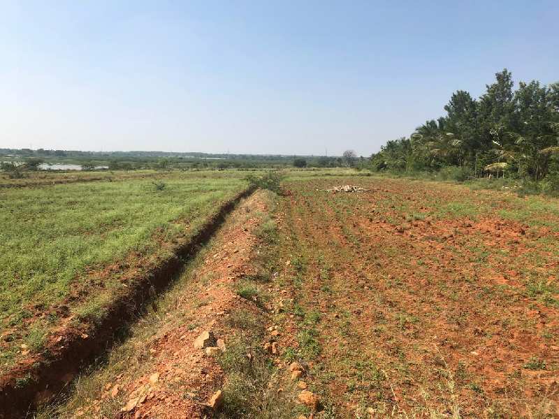 5 Acres red soil cultivated, lake attached, farm land sale in Hiriyur