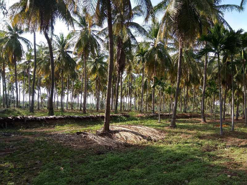 10 Acres Agriculture coconut farm land sale in near Hiriyur to Sira national highway