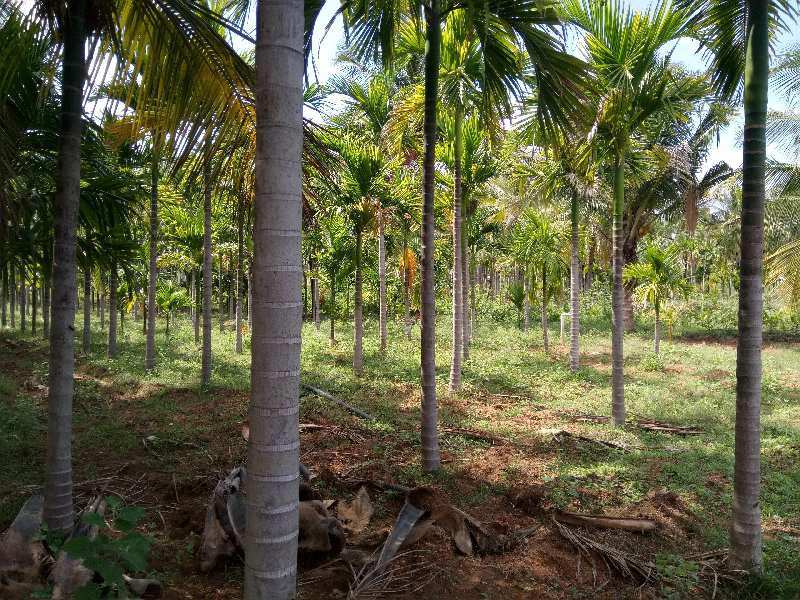 10 Acres Agriculture coconut farm land sale in near Hiriyur to Sira national highway