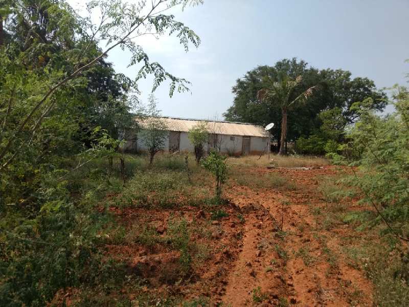 30 Acres plantation, drip irrigated, cultivated red soil agriculture land sale in Hiriyur near Hiriyur town