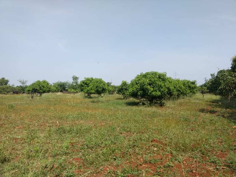 30 Acres plantation, drip irrigated, cultivated red soil agriculture land sale in Hiriyur near Hiriyur town