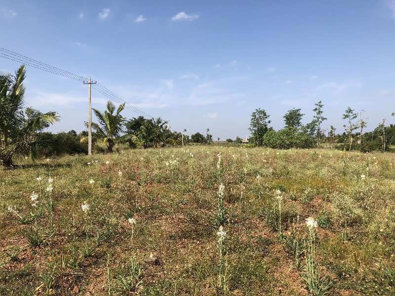 5 Acres agriculture,irrigated red soil land for sale in Hiriyur near sira