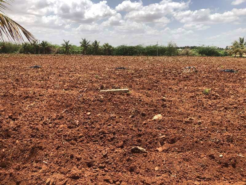 10 Acres red soil cultivated agriculture land for sale in Hiriyur, sira
