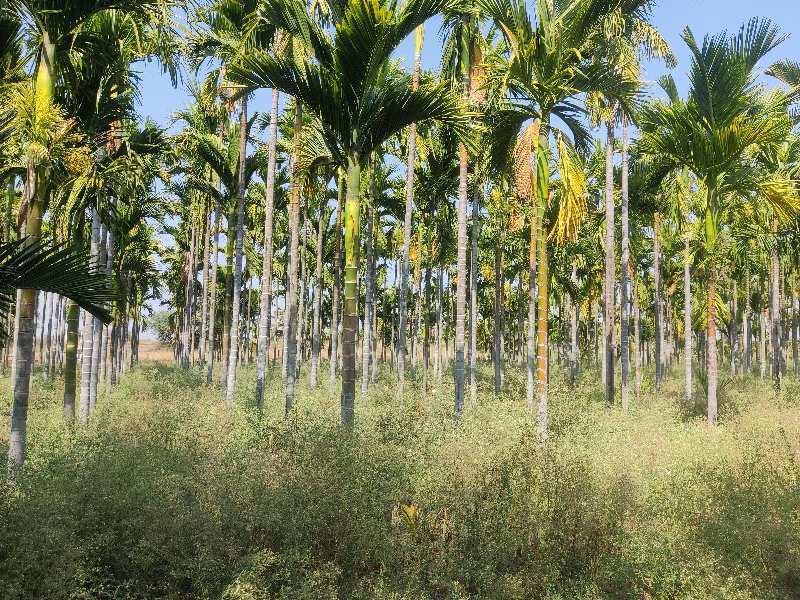 5 Acre Arecanut  plantation land for sale in sira near kallambella