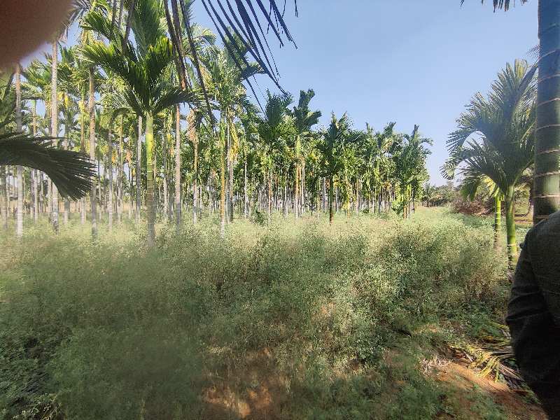 5 Acre Arecanut  plantation land for sale in sira near kallambella