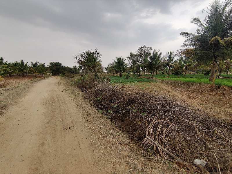 7 Acre Arecanut and coconut  mixed  land for sale in sira near kallambella