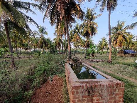 6 Acre coconut farm land for sale in sira near bukkapatna.( Agriculture Properties)