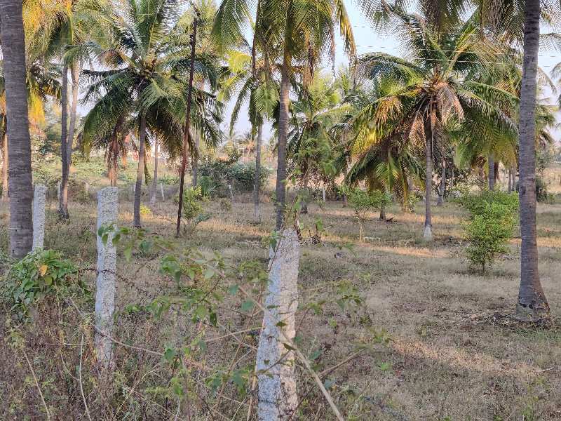 6 Acre coconut farm land for sale in sira near bukkapatna.( Agriculture Properties)