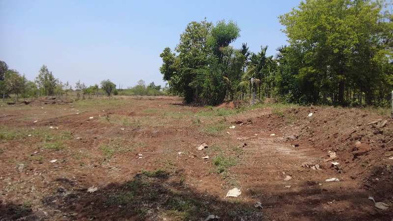 12 acre red soil cultivated land for sale in hiriyur //vanivilasa dam canal water irrigated,village attached land.