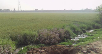 Industrial Land / Plot for Sale in Hansi, Hisar (10 Acre)