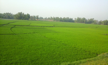 2.25 Acre Agricultural/Farm Land for Sale in Dhankot, Gurgaon