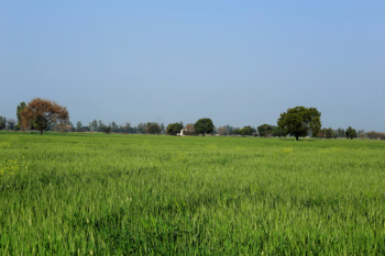 6.5 Ares Agricultural/Farm Land for Sale in Dhankot, Gurgaon