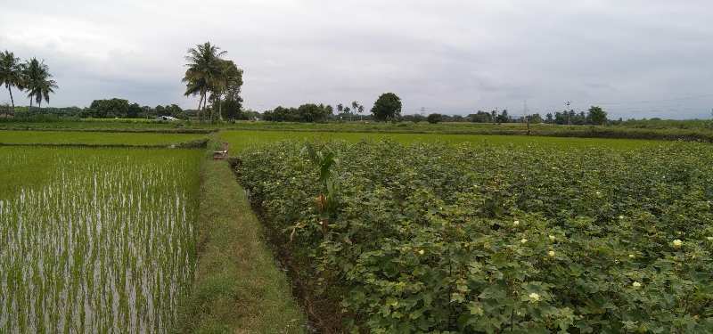 Agriculture farm land