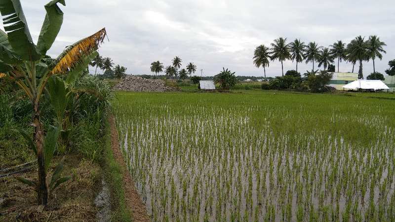 2.50 Acre Agricultural/Farm Land for Sale in Chinnasalem, Villupuram