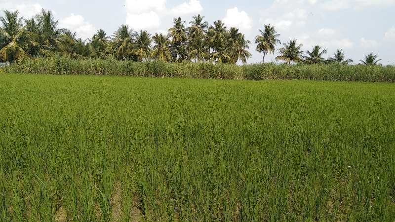 8 Acre Agricultural/Farm Land for Sale in Kallakurichi, Villupuram