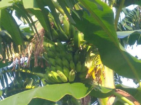 2 Acre Agricultural/Farm Land for Sale in Kallakurichi, Villupuram