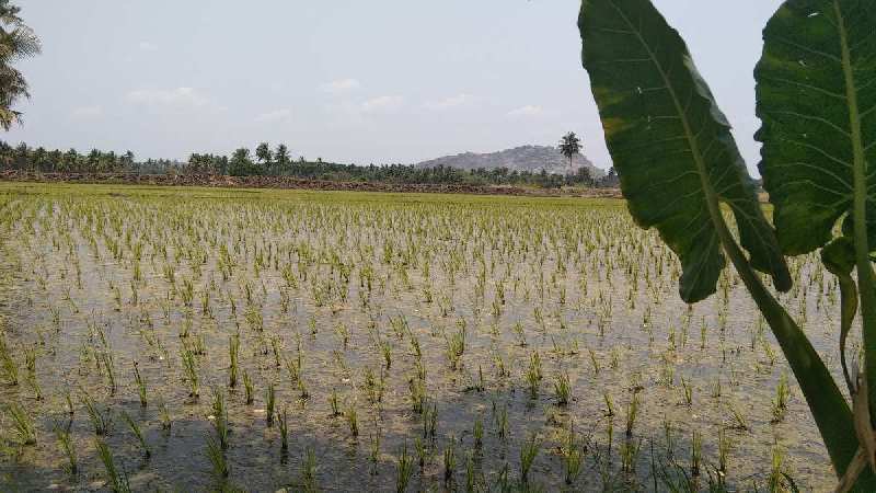 5.5 Acre Agricultural/Farm Land for Sale in Vadakkanandal, Villupuram