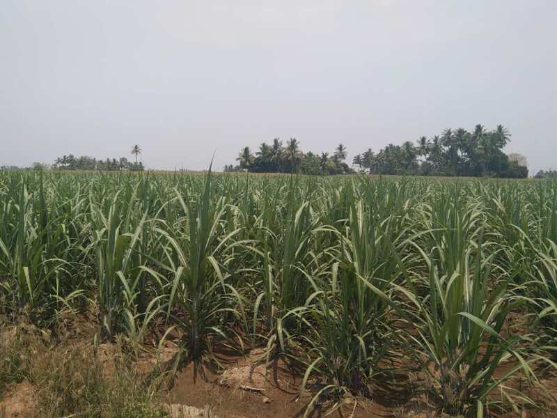 3 Acre Agricultural/Farm Land for Sale in Kallakurichi, Villupuram