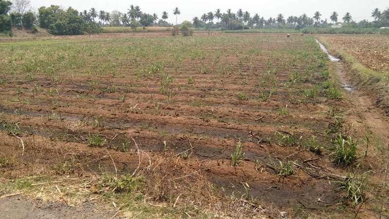 3 Acre Agricultural/Farm Land for Sale in Kallakurichi, Villupuram