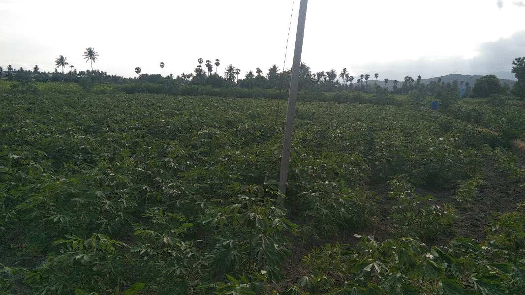 5 Acre Agricultural/Farm Land for Sale in Kallakurichi, Villupuram
