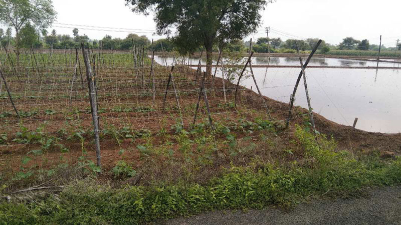 5.25 Acre Agricultural/Farm Land for Sale in Ulundurpettai, Villupuram