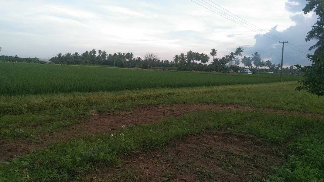 12 Acre Agricultural/Farm Land for Sale in Kallakurichi, Villupuram