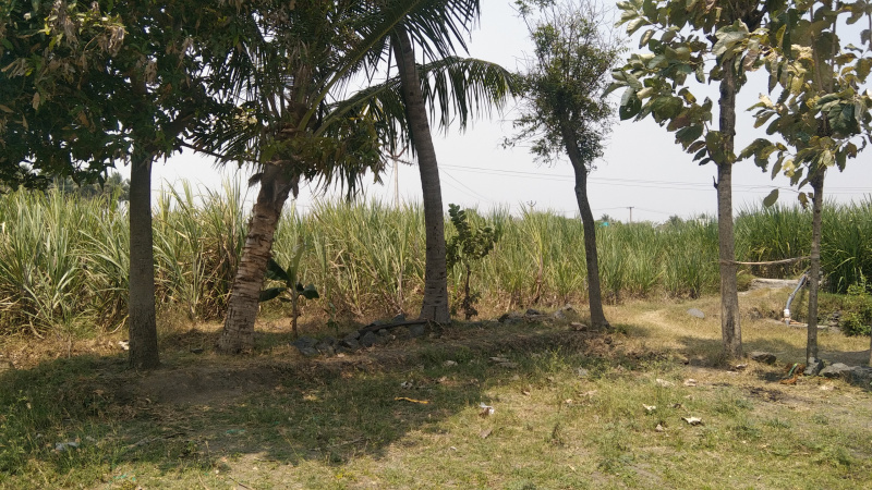 1.32 Acre Agricultural/Farm Land for Sale in Kallakurichi, Villupuram